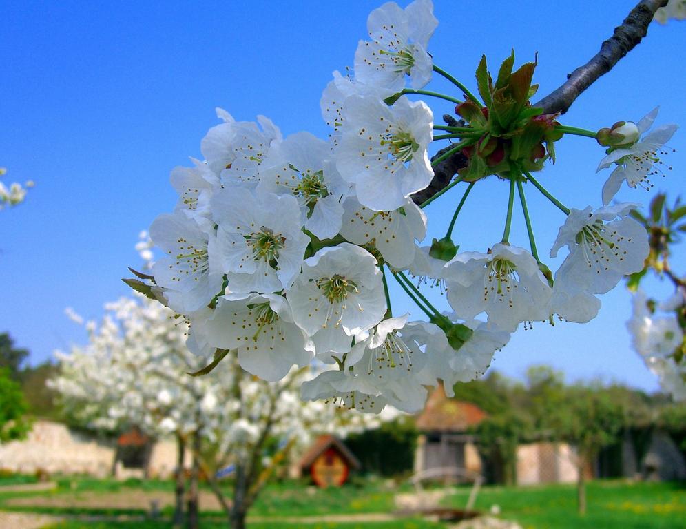 Elgersheimer Hof Фольках Екстер'єр фото